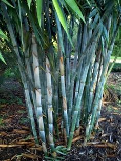 a tall bamboo tree with lots of green leaves