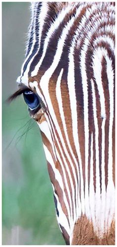 a zebra's eye is seen in this close - up photo from the side