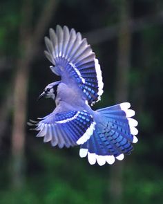 a blue and white bird flying through the air