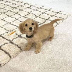 a small brown dog standing on top of a white rug