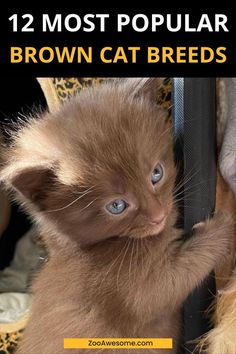 Top Brown Cat Breeds Overviewed: A Complete Guide | Cat Lover, Funny Cats, Pet Cat Care Tips & Facts, Cat Behavior & Signs, Cat Training | Oriental Shorthair Cat, Manx Cat, Persian, Devon Rex, York Chocolate Cat White Cat Breeds