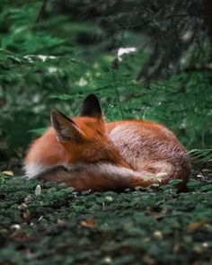 a red fox curled up in the woods