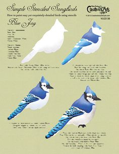 blue jays are the most popular birds in america