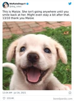 a white puppy is smiling and looking at the camera with his tongue hanging out in front of him