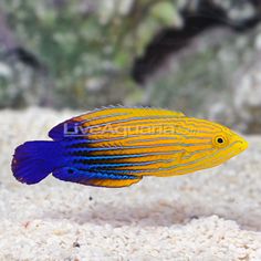 an orange and blue fish in the sand