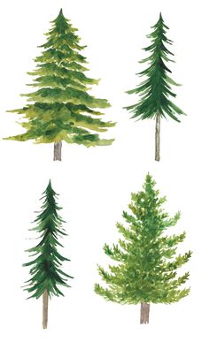 four different trees painted in watercolor on white paper