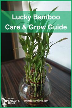 lucky bamboo care and grow guide in a glass vase on a wooden table with text overlay