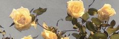 yellow roses with green leaves against a blue sky background in an artistic photo, taken from below