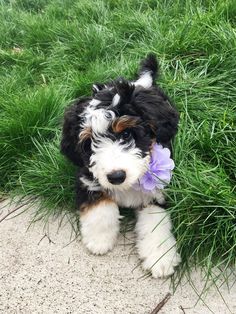 a small black and white dog with a purple flower in its mouth