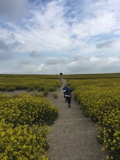 two people walking down a dirt path in the middle of a field with yellow flowers