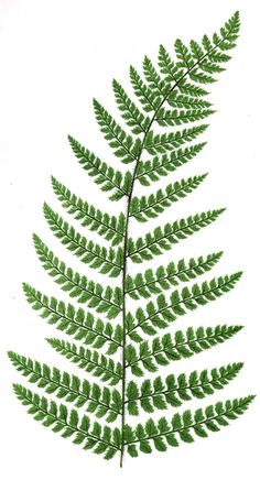 a drawing of a fern leaf on a white background