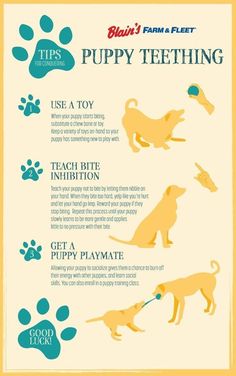 Amazing Puppy Teething Tips For Your Cute Puppy | Puppy Training & Healthcare | Puppy Healthcare Puppies Tips, Puppy Teething, Easiest Dogs To Train, Puppy Training Tips, Dog Facts, Aggressive Dog, Dog Care Tips, Training Your Puppy, Puppy Care