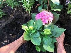 two hands are holding flowers in the ground with dirt around them and plants growing out of it