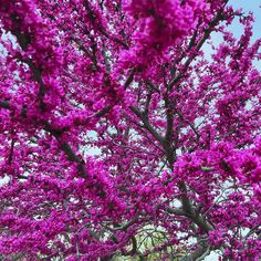 purple flowers are blooming on the tree