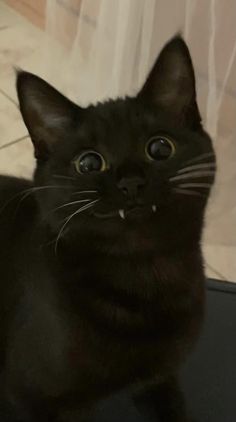 a black cat sitting on top of a laptop computer