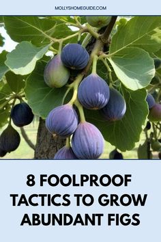 purple figs growing on a tree with the title 8 foolproof tricks to grow abundant fig