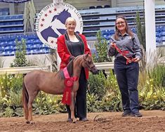 two women standing next to a brown horse