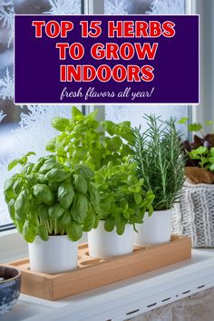 herbs are growing in white pots on a window sill with the words top 15 herbs to grow indoors