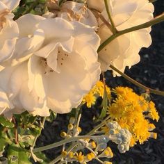 some white and yellow flowers in the sun