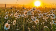 the sun is setting behind some daisies in a field with tall grass and wildflowers