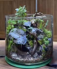 an aquarium filled with plants and rocks on top of a table