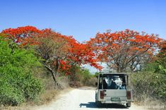 a jeep driving down a dirt road next to trees with red flowers on it's branches