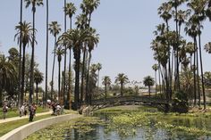 palm trees line the side of a pond in front of a park with benches and people