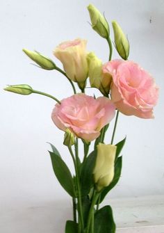 three pink and yellow flowers in a vase