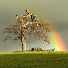 a rainbow is in the sky above a tree