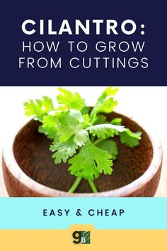 a wooden bowl filled with cilantro and the title how to grow from cuttings