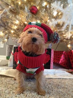 a small brown dog wearing a red sweater and hat next to a decorated christmas tree