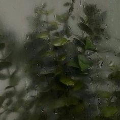 water drops on the window with green plants in it