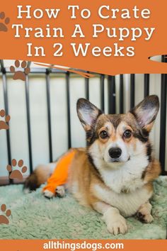 a dog laying on top of a bed with the title how to crate train a puppy in 2 weeks