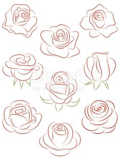 different types of roses drawn in red ink on white paper royalty art illustration, flower drawing,