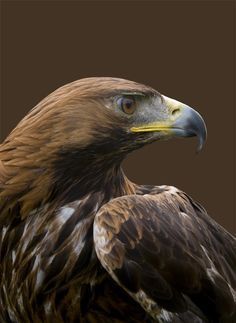 a close up of a bird of prey on a brown background