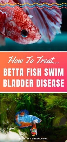 how to treat betta fish swim bladder disease in aquariums and other marine creatures