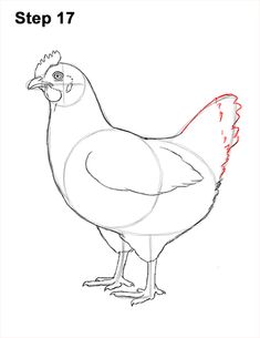 how to draw a chicken step by step for kids and beginners with pictures, videos or instructions