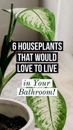 a potted plant with the words 6 houseplants that would love to live in your bathroom