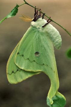 a close up of a green moth on a plant