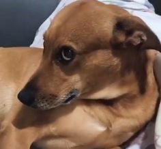 a small brown dog laying on top of a couch