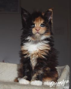 a small kitten sitting on top of a bed