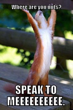 a red and white cat standing on its hind legs with it's front paws in the air