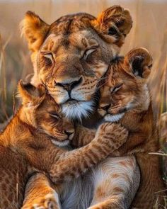 two young lion cubs cuddle together in the middle of their mother's arms