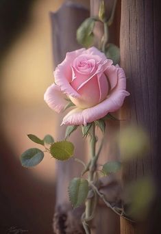 a pink rose is growing on the side of a fence post