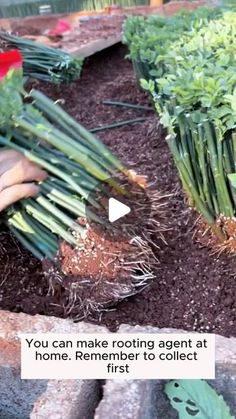 someone is holding up some plants in the dirt