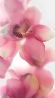 Flor Wallpapers For Pink Iphone 13, Basic Pink Wallpaper, 2000s Wallpaper Pink, Orchid Wallpaper Iphone, Pink Glow Wallpaper, Pink Flower Iphone Wallpaper, Home Page Wallpaper, Flower Wallpaper For Phone, Pink Phone Aesthetic