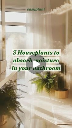 the words 3 houseplants to absorb moisture in your bathroom