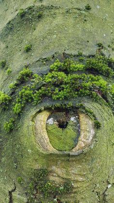 moss growing on the side of a tree trunk with a heart shaped hole in it