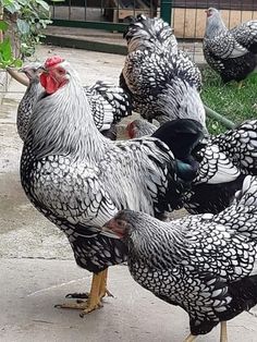 a group of chickens standing next to each other on a cement ground in front of a fence