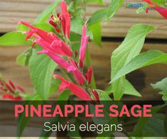 a plant with red flowers and green leaves in front of a wooden background text reads pineapple sage salvia elegans